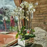 Giustini